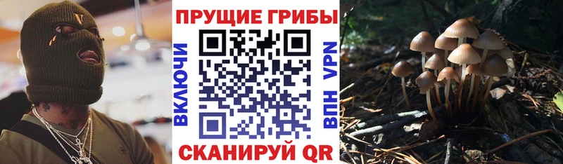 Псилоцибиновые грибы Psilocybine cubensis  где купить наркоту  Гвардейск 